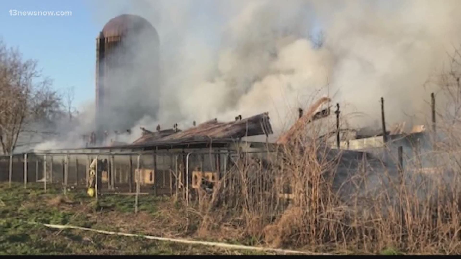 A barn fire in Suffolk killed several dogs and puppies while others got away. Volunteers are looking for the dogs that got away, but the barn is a total loss.