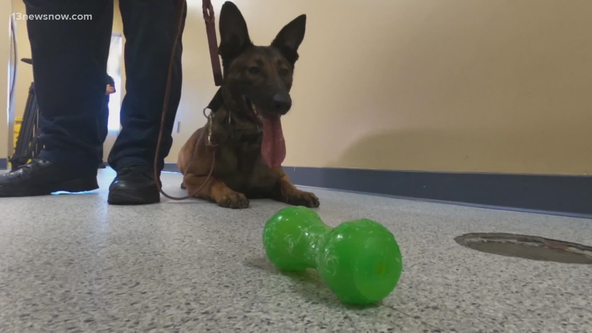 The K9 will help Virginia Beach deputies screen the city's correctional center and other public places for drugs.