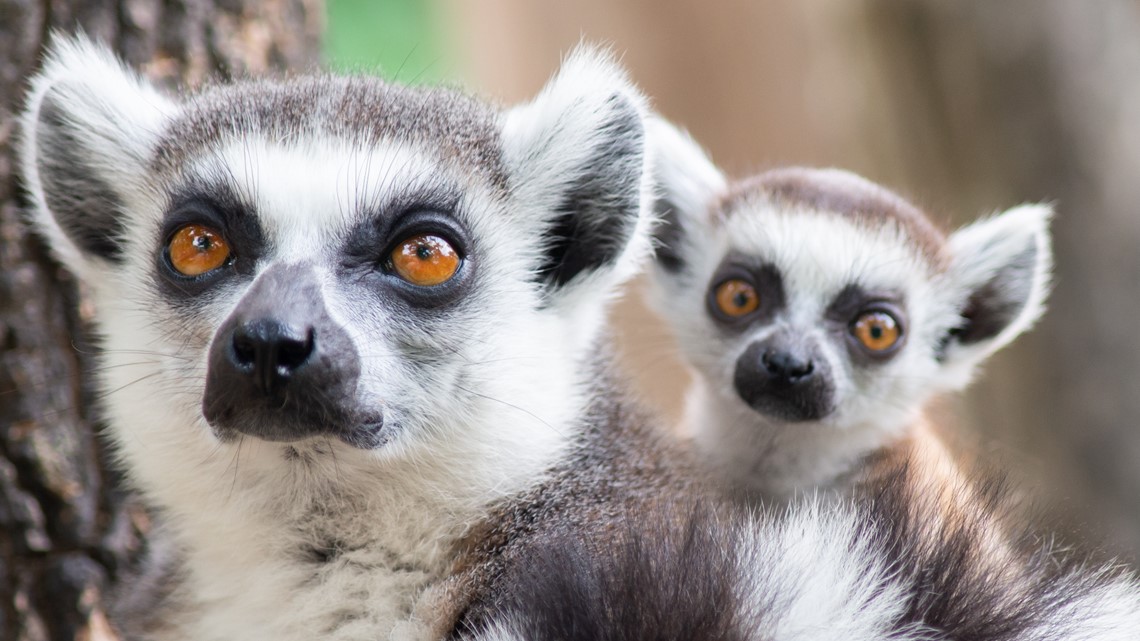 Criminal investigation leads to seizure of over 100 zoo animals - Vimarsana News