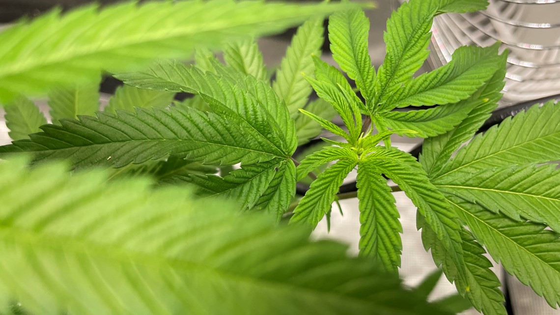 Virginia Beach considers implementing a 'marijuana task force' - Vimarsana News