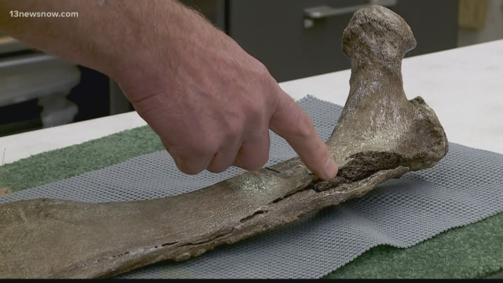 Rare Mastodon bones were discovered in Yorktown.