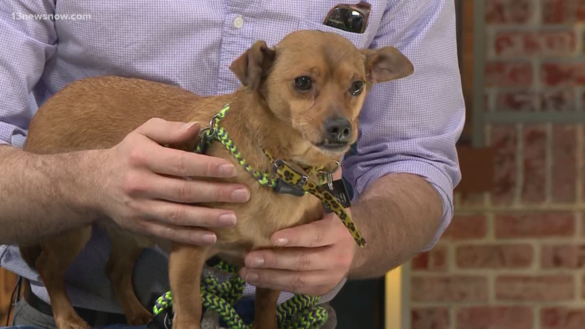 Mike from Virginia Beach SPCA brought into the studio Havarti, a 5-year-old male dachshund-chihuahua mix looking for his forever home.