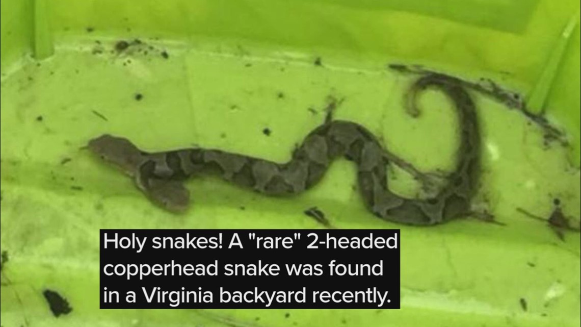 'Rare' two-headed copperhead captured in Virginia backyard 
