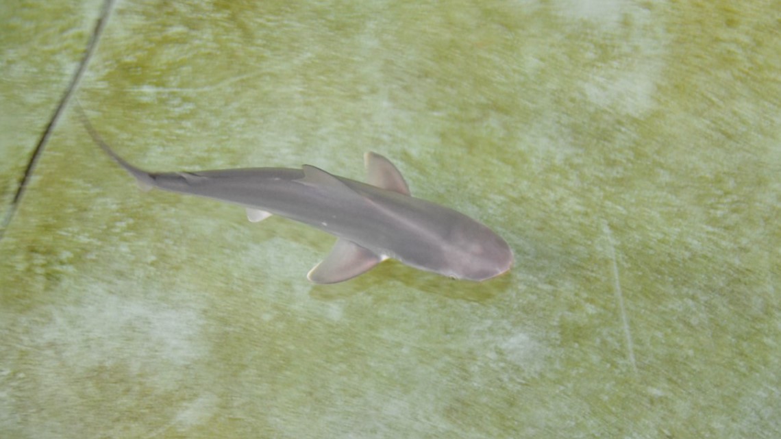 Baby Shark in Rhode Island? Atlantic Shark Institute says it