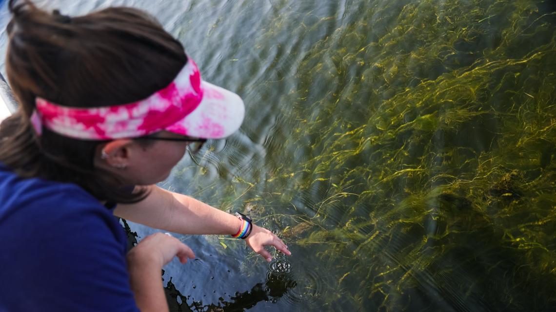 Virginia sees record eelgrass growth as Chesapeake Bay's underwater grasses show mixed results