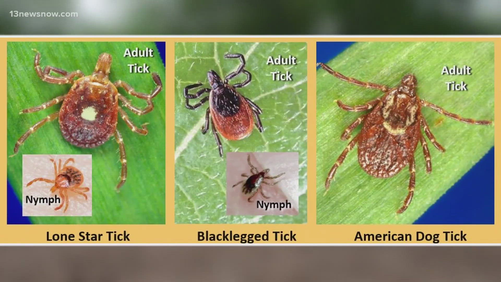 Know how to protect yourself from biting ticks. The most common in Virginia are Blackegged, American Dog and Lone Star ticks.