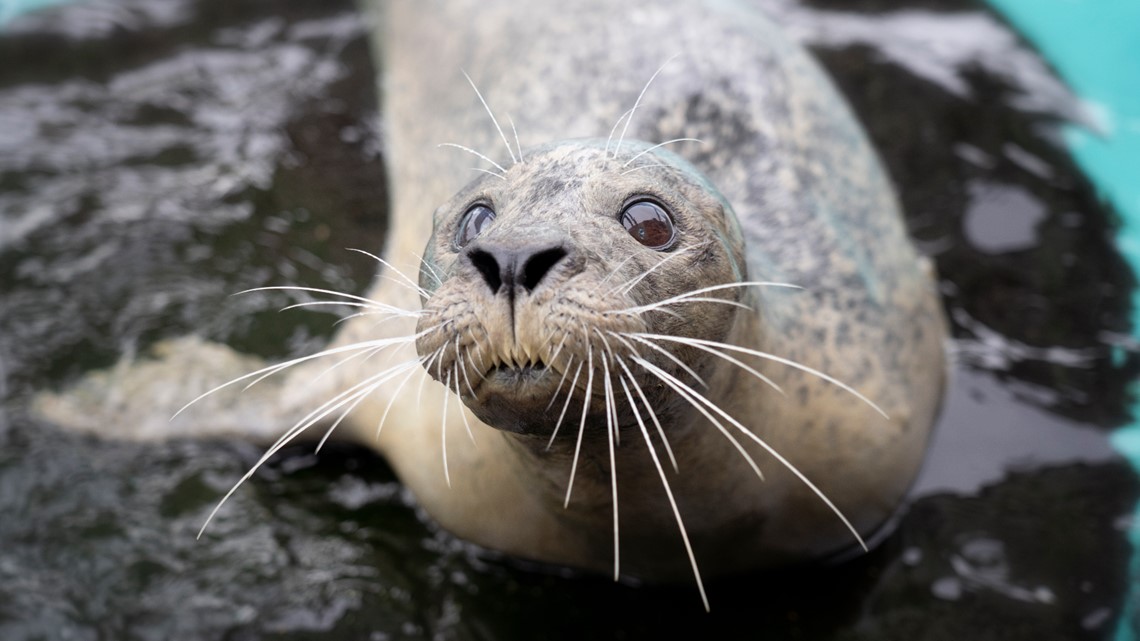 Virginia Aquarium mourns loss of 29-year-old seal with 'loud, beautiful ...