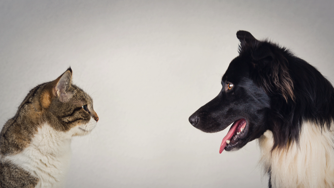 Can our pets get COVID19?