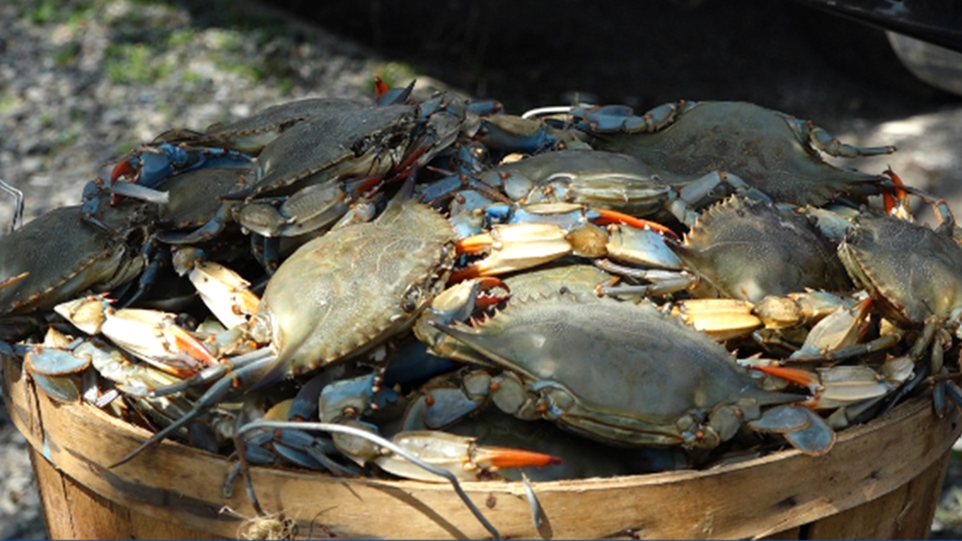 PHOTOS Crabbing in Virginia