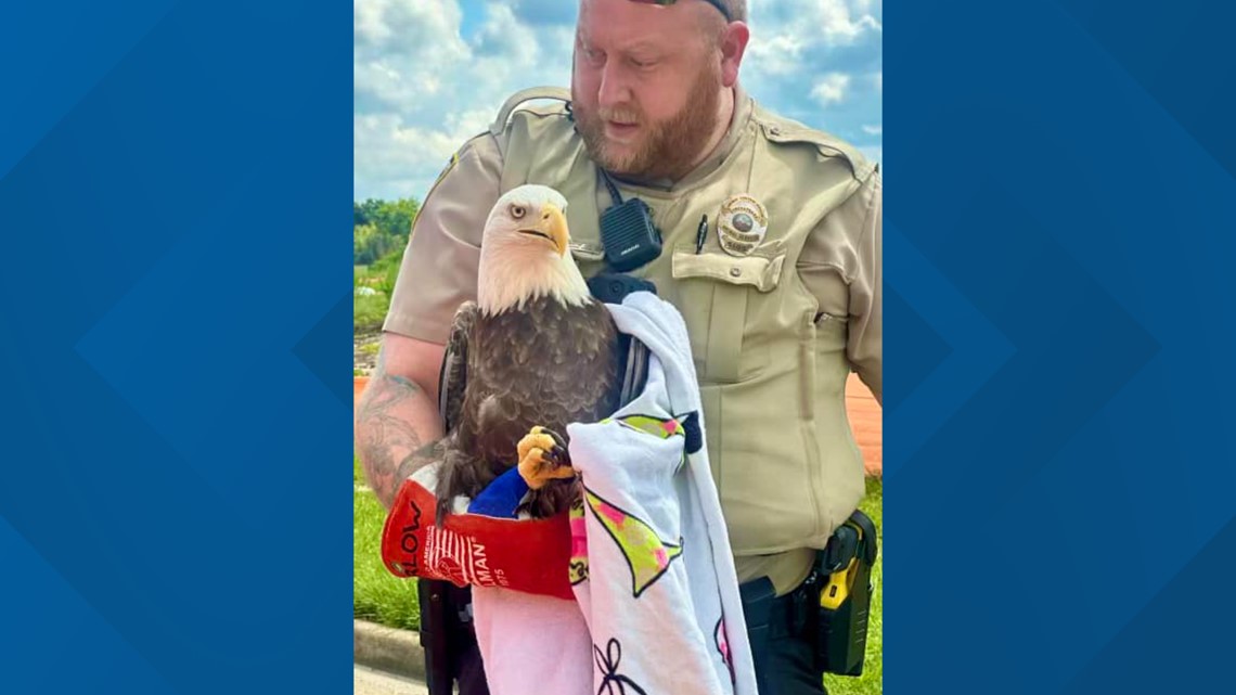Injured bald eagle rescued in Chesapeake - Vimarsana News