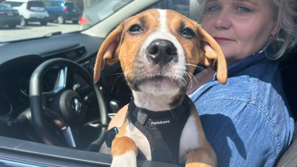 Virginia Beach stolen puppy reunited with Hope For Life Rescue thanks to community support
