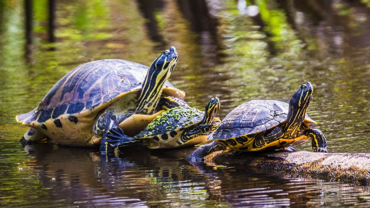 Colonial National Historical Park to close Island Drive periodically for turtle migrations