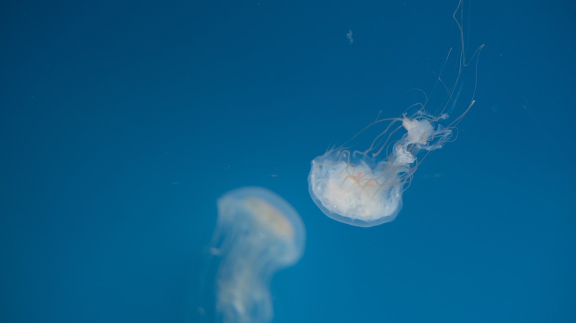 Rising ocean temperatures send jellyfish onto Virginia Beach