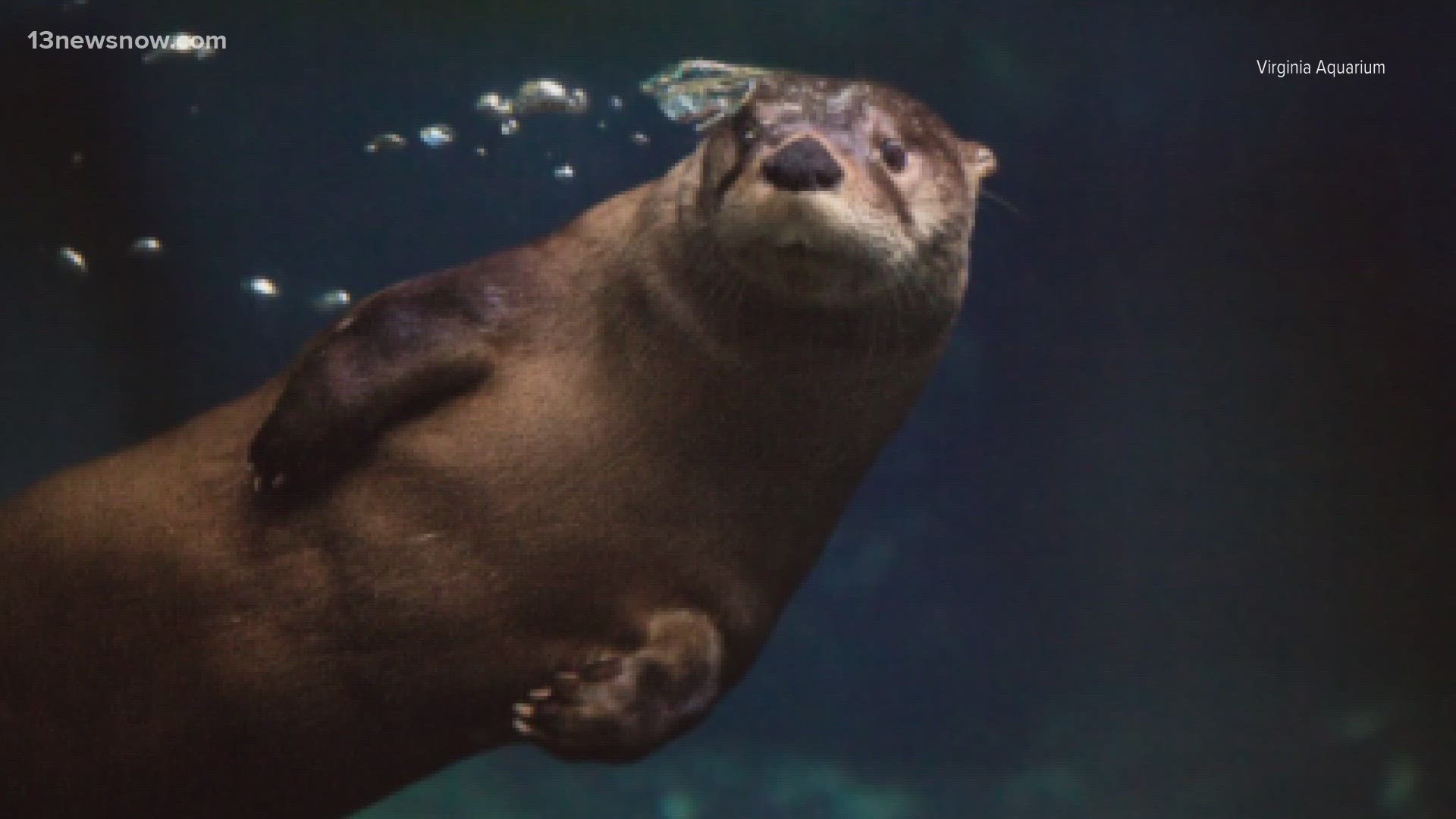 Virginia Aquarium’s North American river otter, Sheldon, passed away.