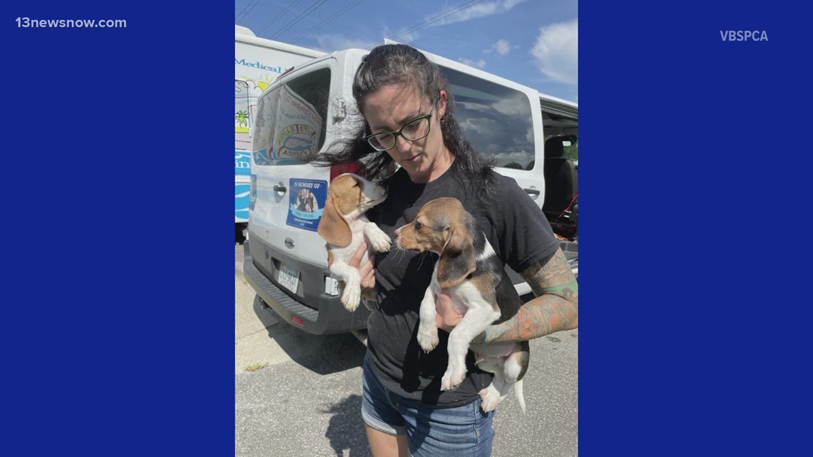 Beagles rescued from breeding facility arrive at Virginia Beach SPCA
