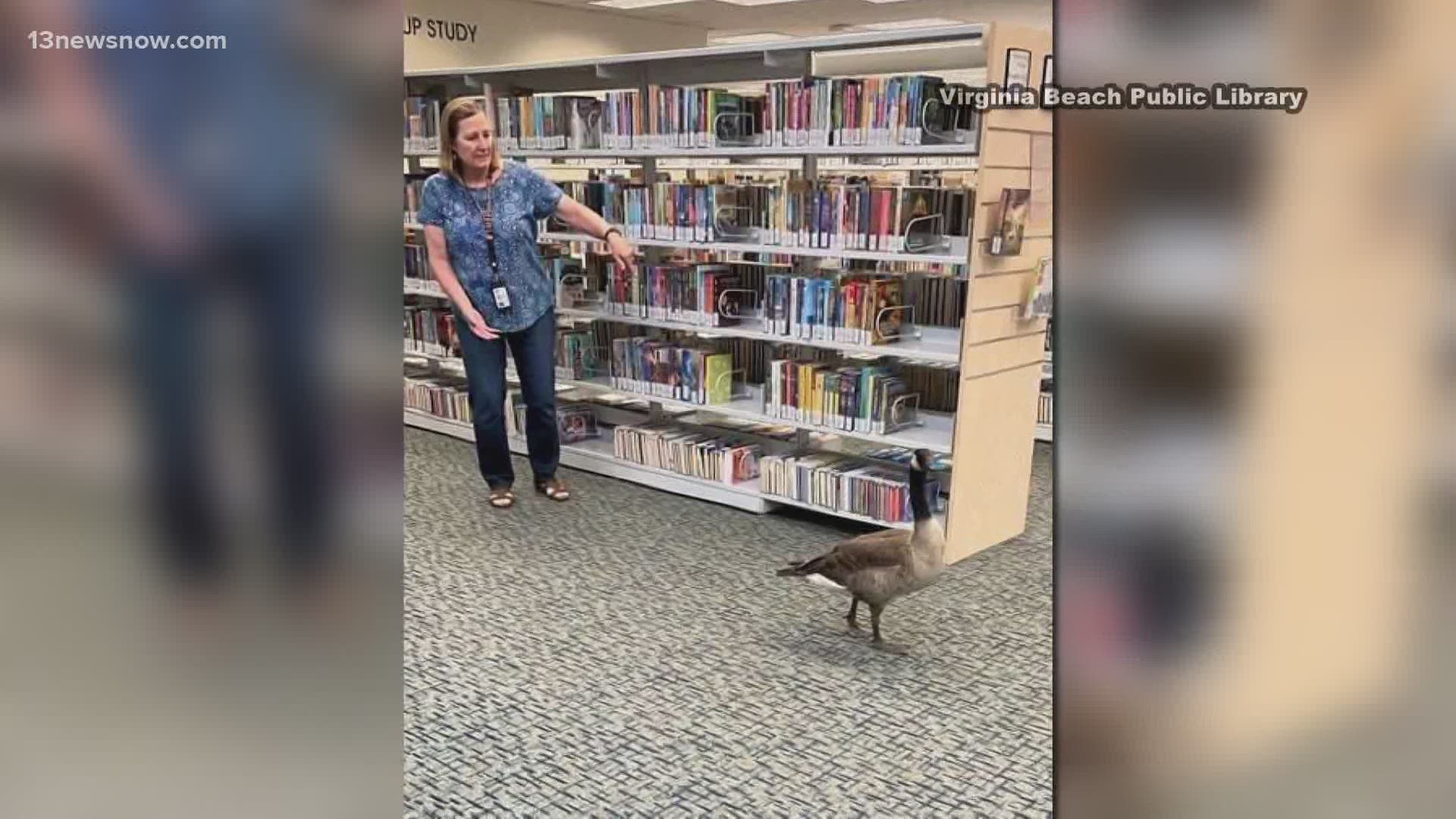A wounded goose waddled through a Virginia Beach library, surprising the librarians and guests.