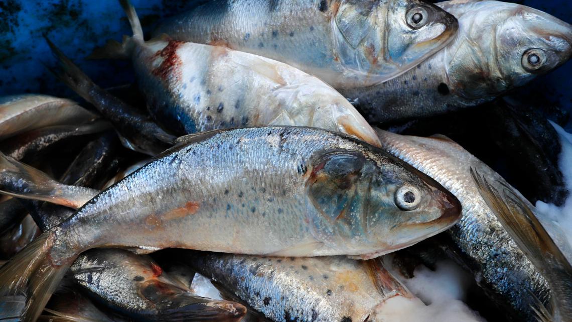 New menhaden assessment signals potential catch reductions in Chesapeake Bay