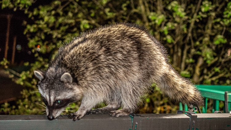 Dog encounters rabid raccoon in Chesapeake