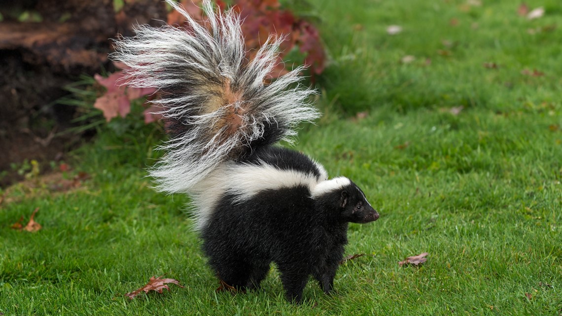 Skunk tests positive for rabies in Suffolk 