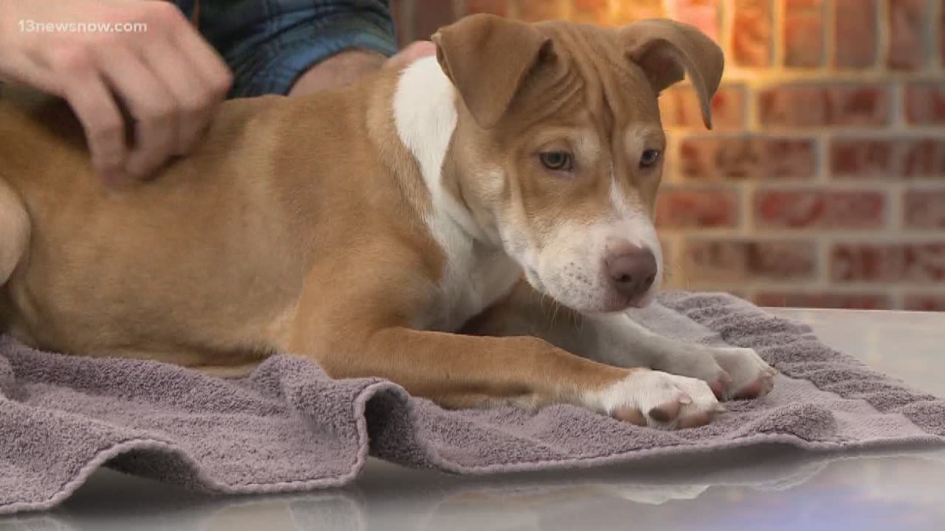 Rolf, a Terrier-Pit Bull mix, is at the Virginia Beach SPCA.