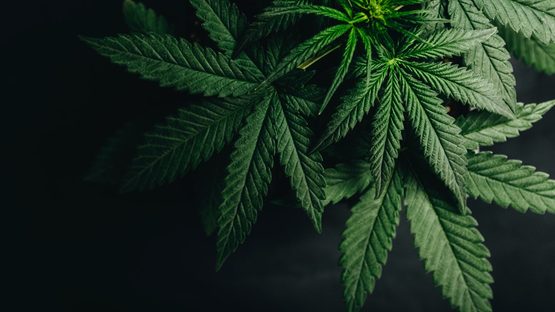 Pediatric cannabis related hospital visits declined after new law - Vimarsana News