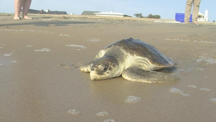Endangered sea turtle waddles back into ocean