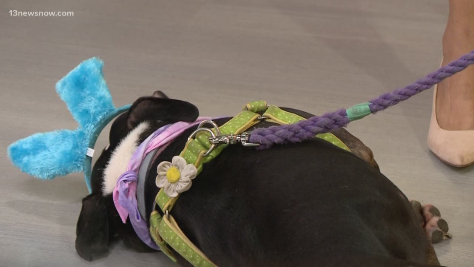 BARC — Bully Advocate & Rescue Collective — came into the studio with Petunia. She is looking for a forever home.