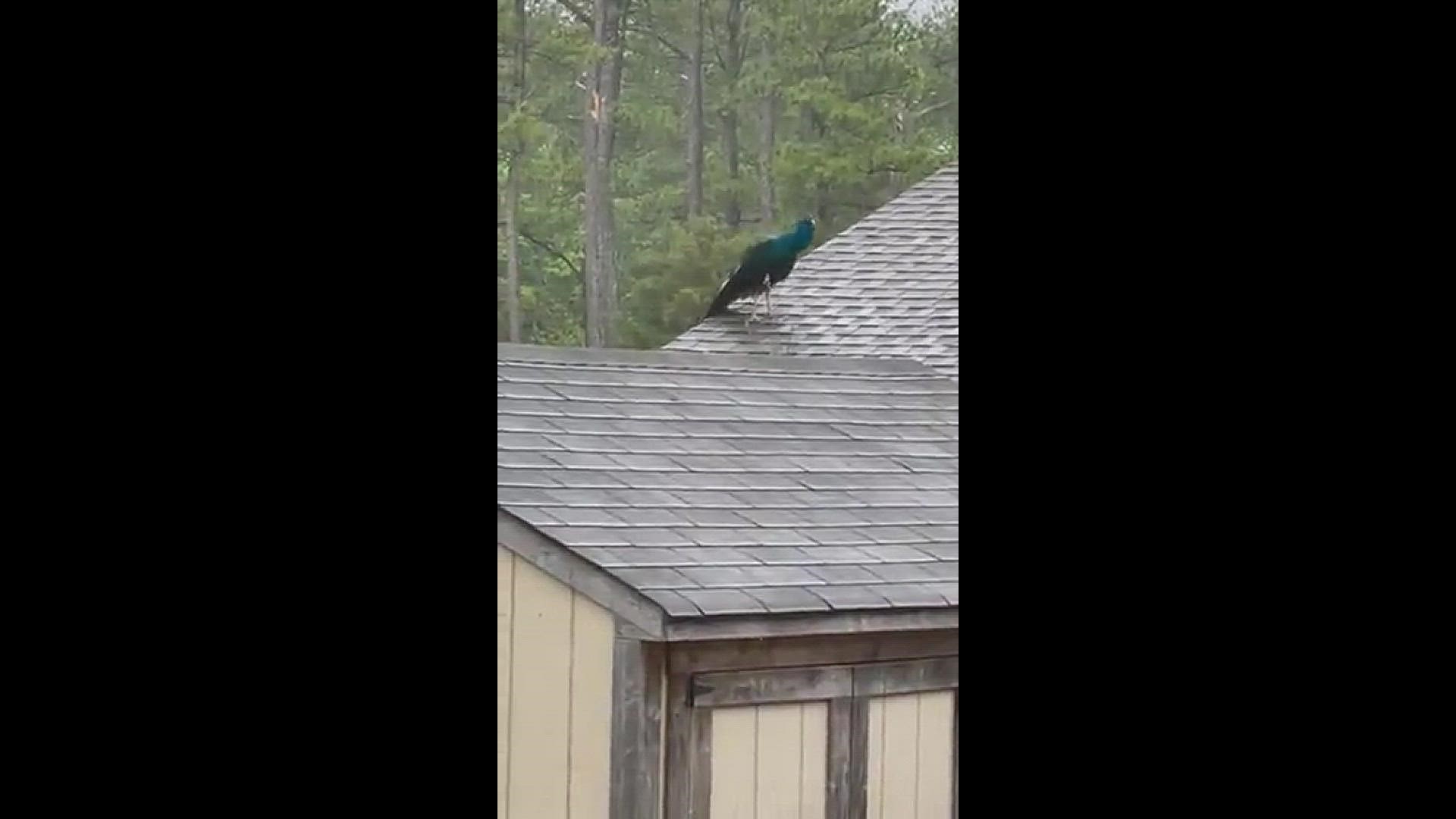 The latest sighting of Chesapeake's peacock. Video courtesy Tiffany Edwards
Credit: Tiffany Edwards