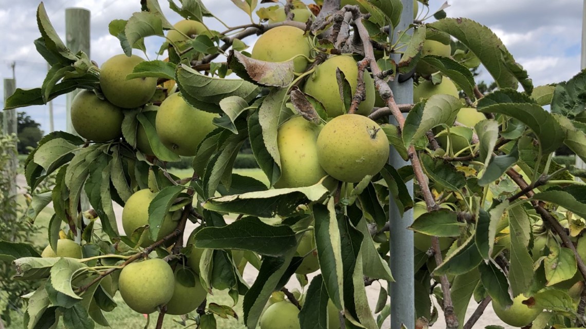 Cullipher Farm offers apple picking right in Virginia Beach