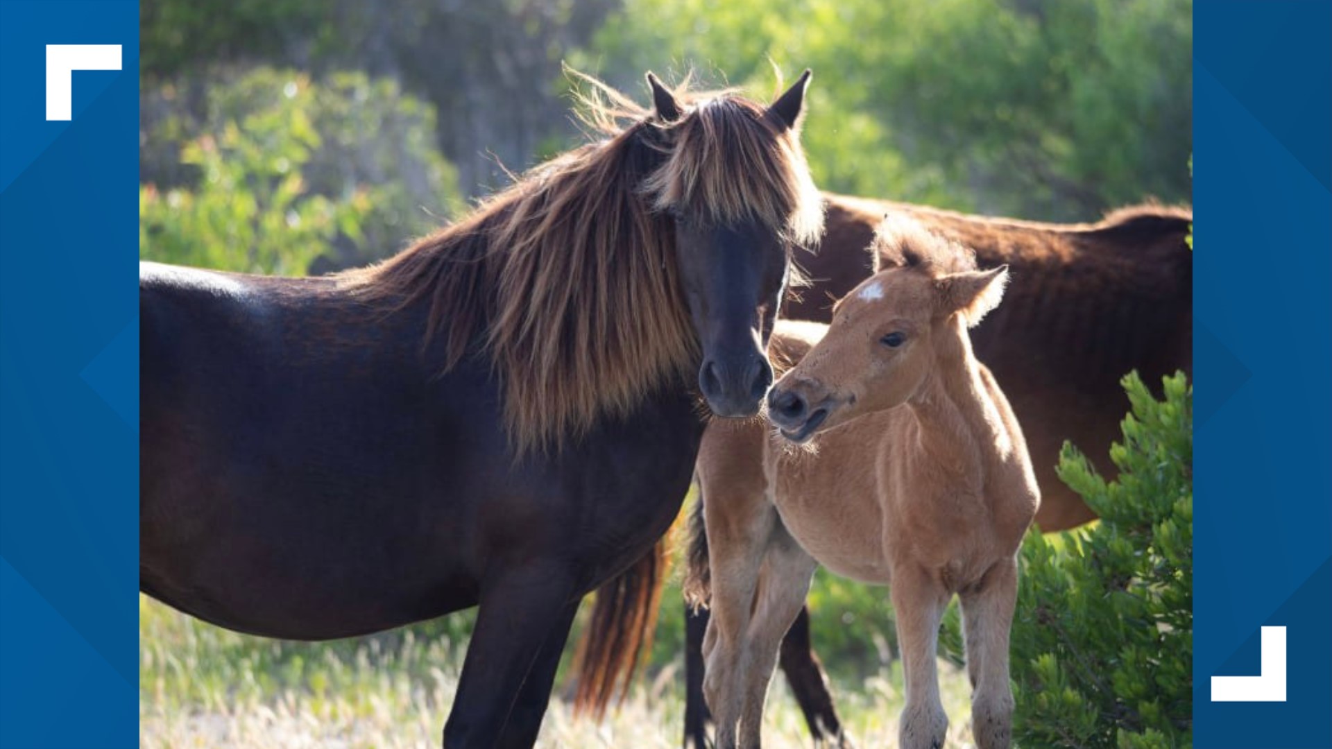 Wild horse dies after being hit by car in the Outer Banks | 13newsnow.com