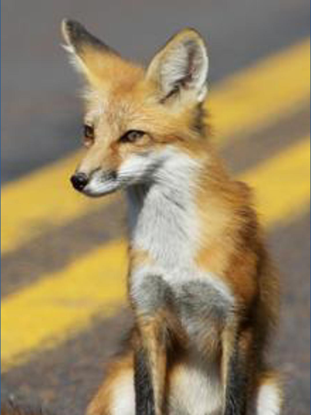 Fox tests positive for rabies in Suffolk, health officials warn ...
