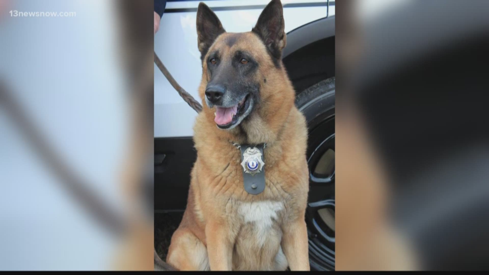 A former Newport News Police K-9 retired after serving for over 11 years.