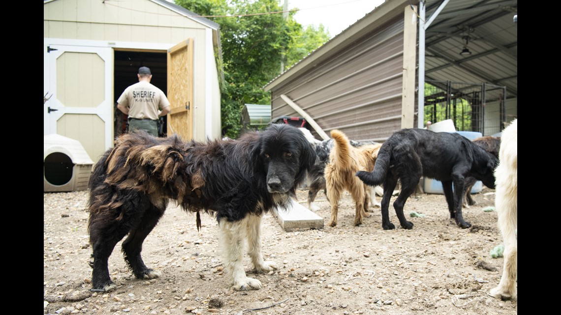 188 Sickly Dogs Hoarded by a One-Time Top Breeder at Westminster