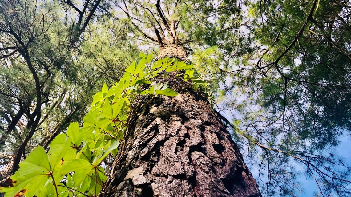 Tree removal from Naval Station Norfolk runway proposed to start this fall - Vimarsana News