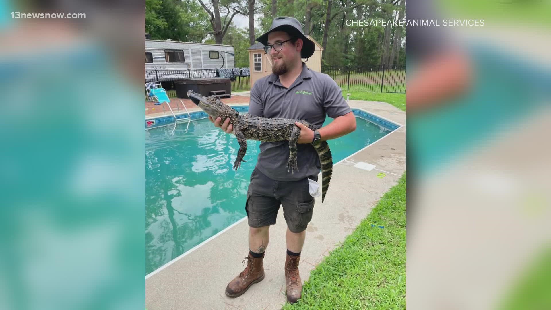 An exotic animal is reunited with its owner after making a splash. A Chesapeake family found an alligator taking a dip in their pool.