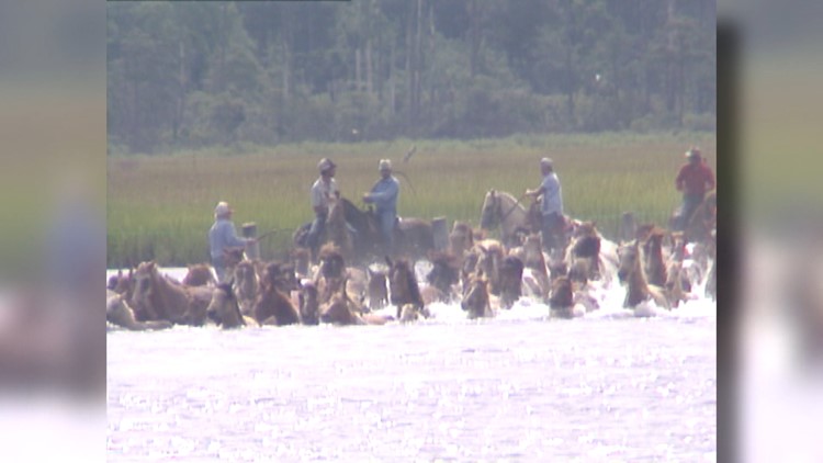13News Now Vault: Chincoteague Island Pony Swim and Penning returns in 2022