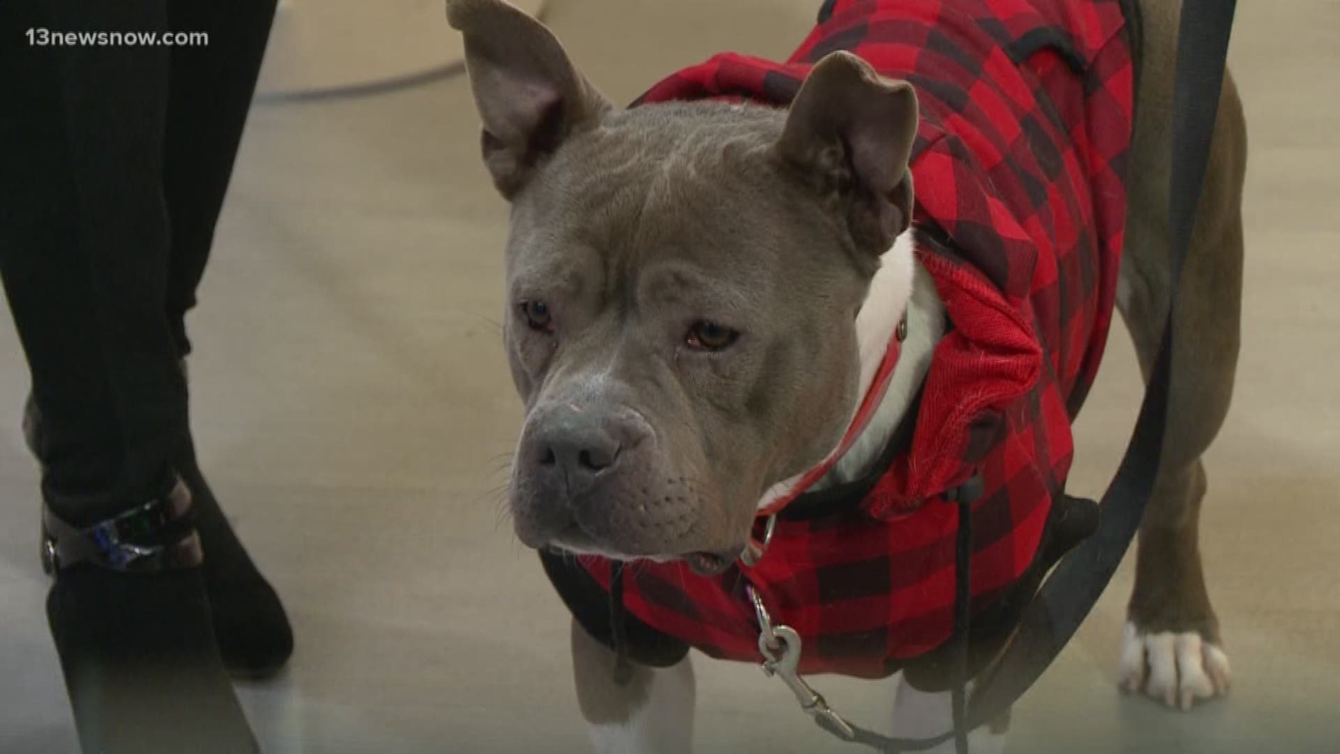 Misty, a pit bull mix, comes from the Isle of Wight County Animal Services.