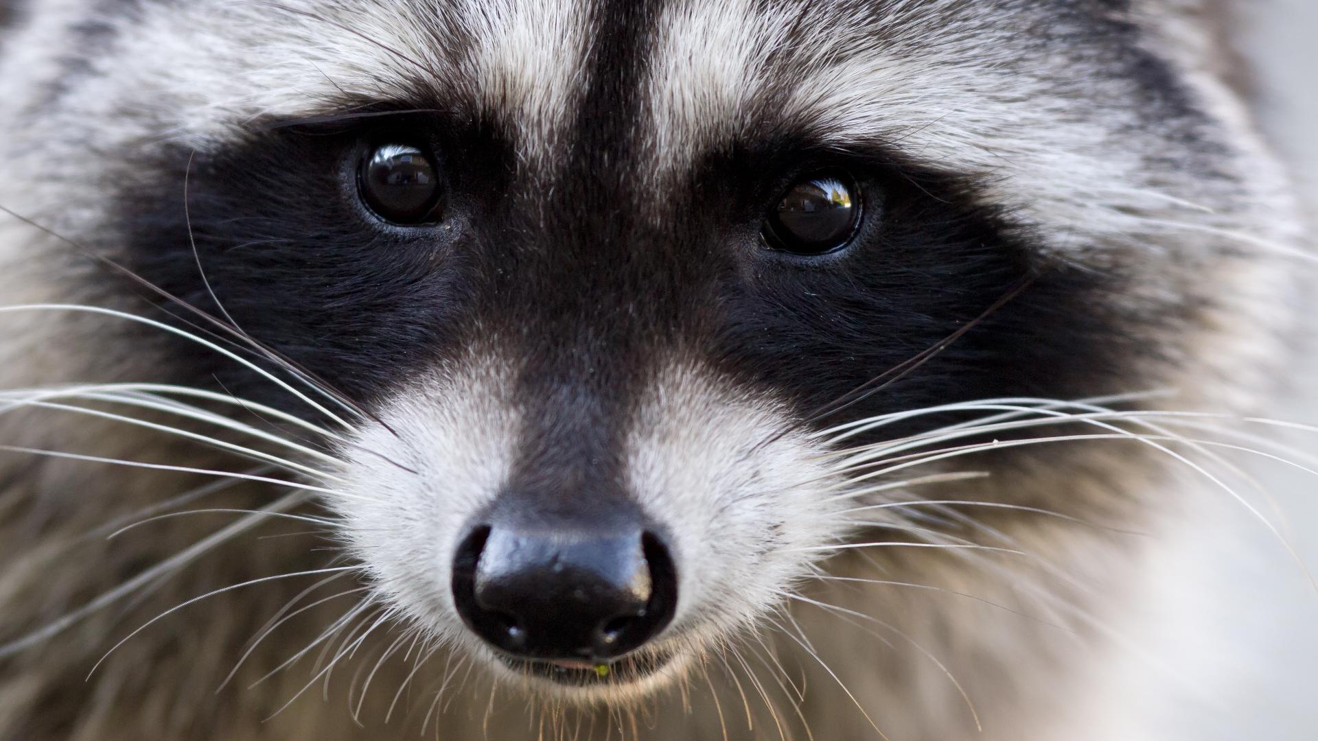 Reserved shops for raccoon face