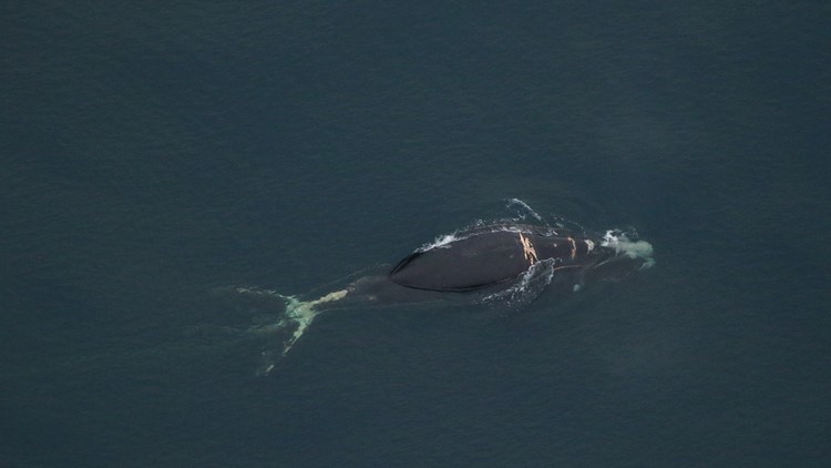Multiple endangered whales spotted off Virginia coast, boaters urged to slow down