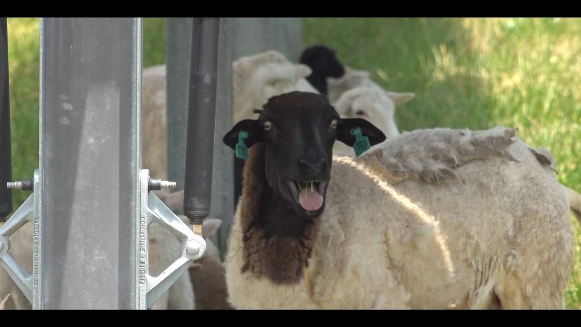 Sheep arrive in Hampton Roads to 'weed out' solar farms - Vimarsana News