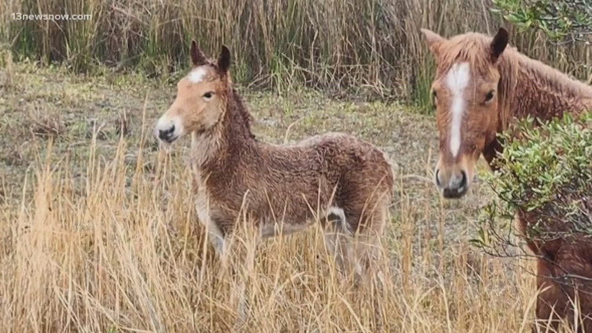 The Corolla Wild Horse Fund took to Facebook to celebrate the new filly, but at the same time, reminded people not to approach the wild horses.