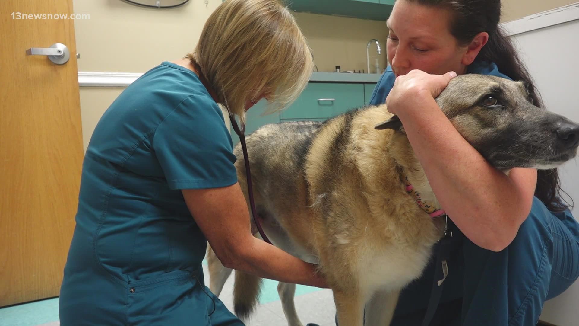 Doctors in the area say a nationwide veterinary shortage is overwhelming clinics and driving up wait times.