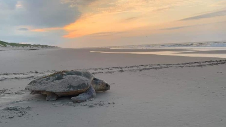 Cape Hatteras National Seashore already seeing more sea turtle nests than 2021's total