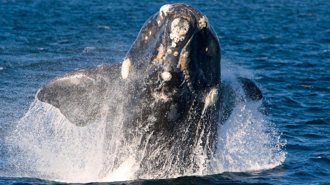 Virginia Beach sightings of North Atlantic right whales - Vimarsana News