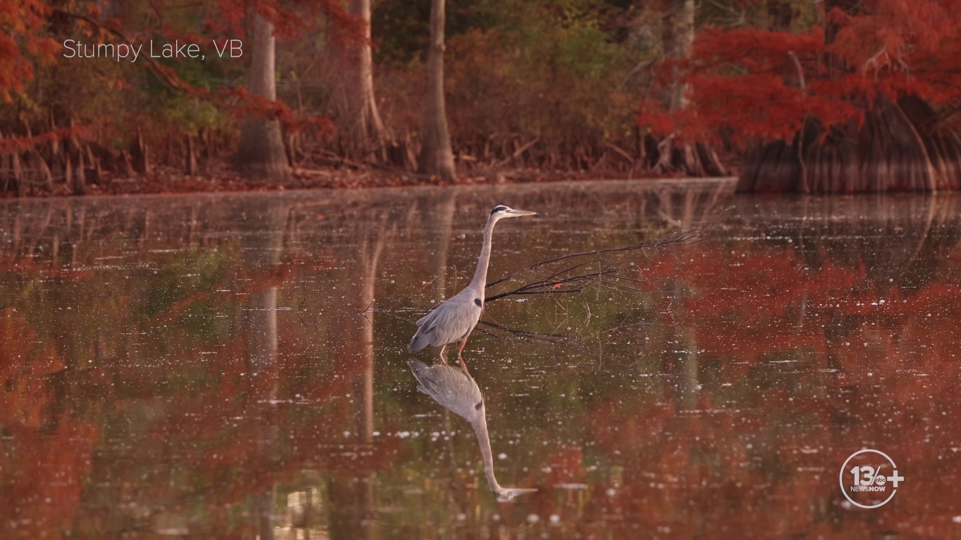 Hampton Roads Unwind: Stumpy Lake Herons