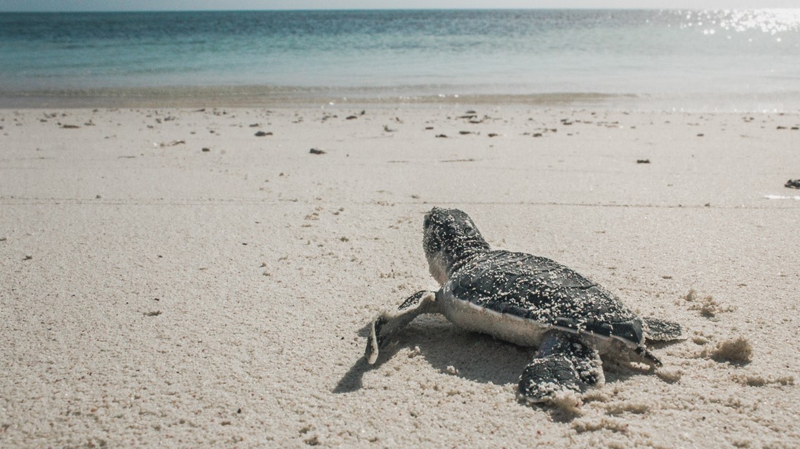 Virginia Aquarium prepares for 3rd Turtle Trot - Vimarsana News