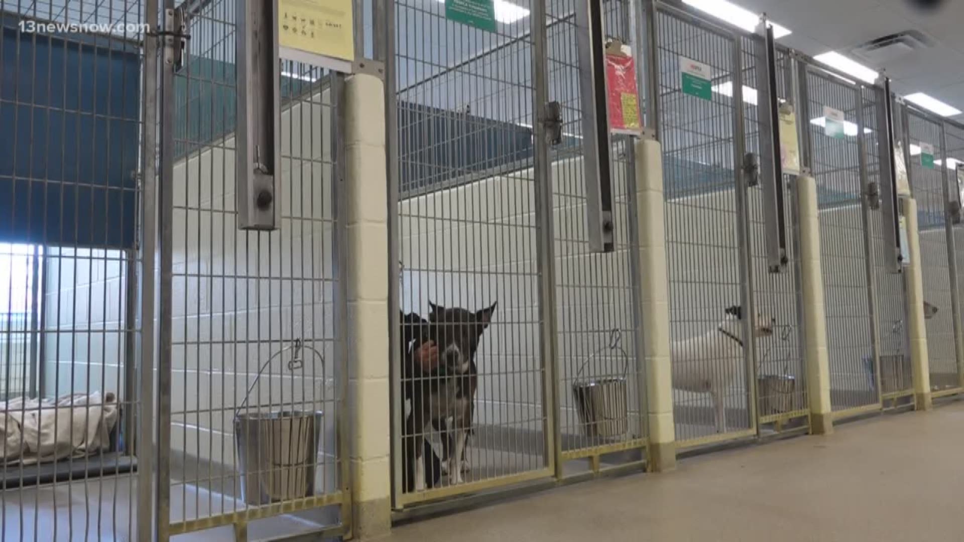 Woman sues Portsmouth animal shelter over bite to her finger