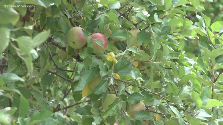 Cullipher Farm in Virginia Beach boasts closest you-pick apple orchard to Virginia's coast