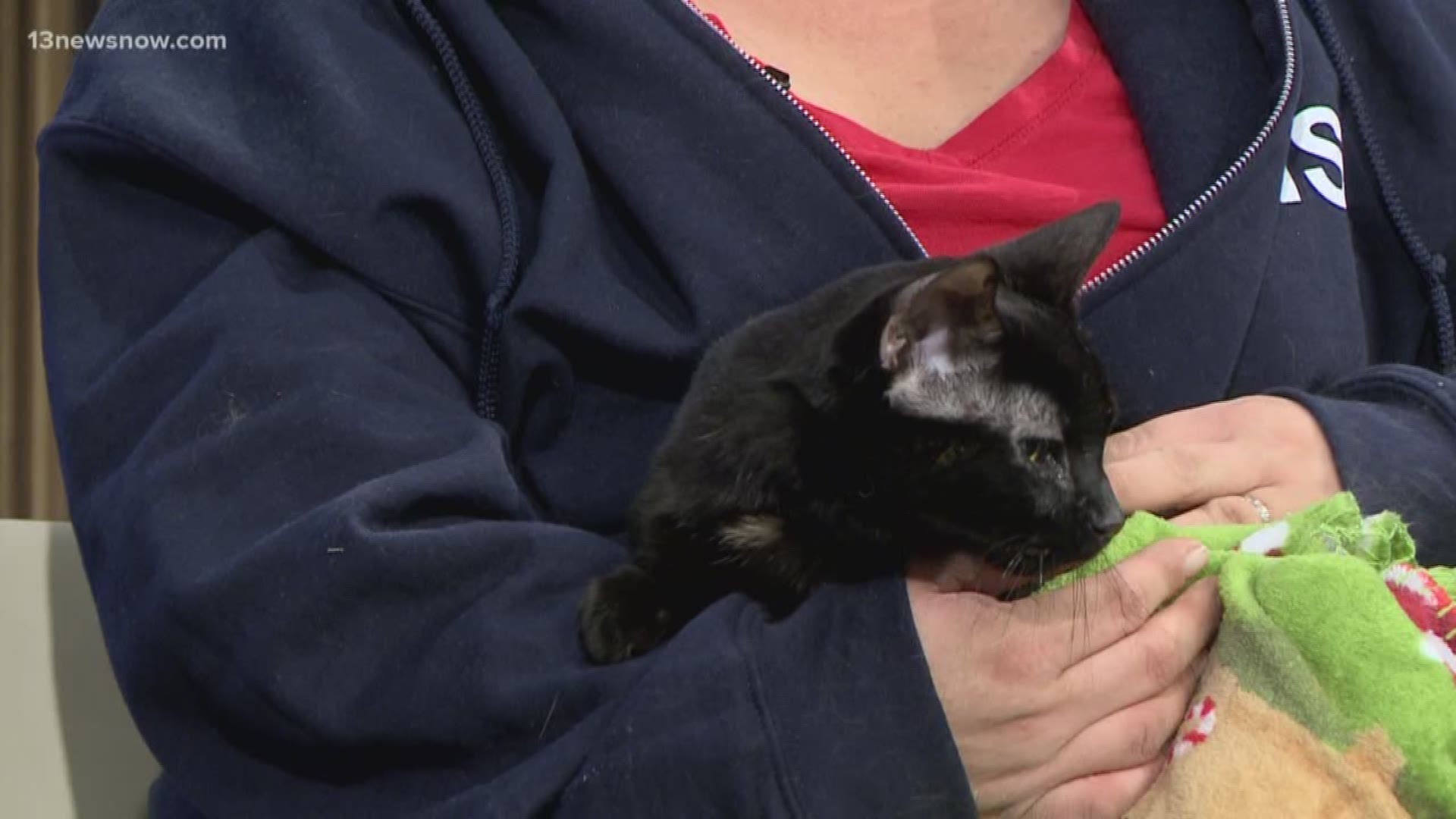 The Portsmouth Humane Society visited the 13News Now studio to find a home for Arabella.