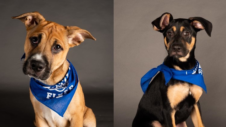 Two Virginia Beach dogs get to participate in February's Puppy Bowl